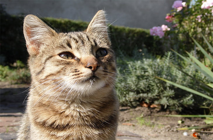 狸花猫300元贵吗