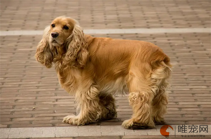 刚到家的可卡犬怎么养 最爱吃什么