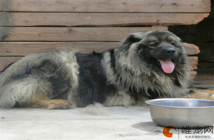 刚到家的高加索犬怎么养 认主人的表现有哪些