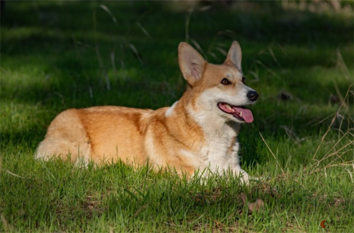 柯基犬5000元贵吗