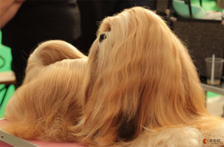 拉萨犬10000元贵吗 拉萨犬10000元贵吗