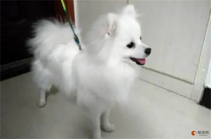 银狐犬1000元贵吗