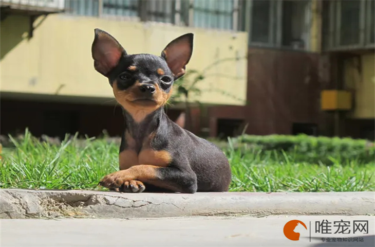 一个月的小鹿犬怎么养 几个月就不长了 