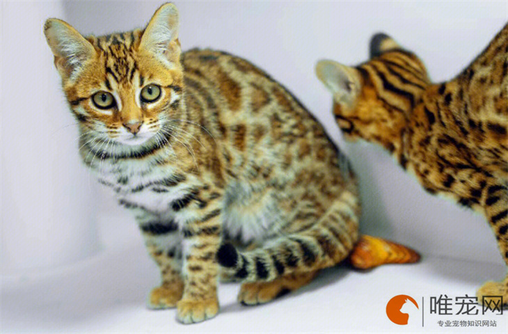 一个月的孟加拉豹猫怎么养，几个月定型