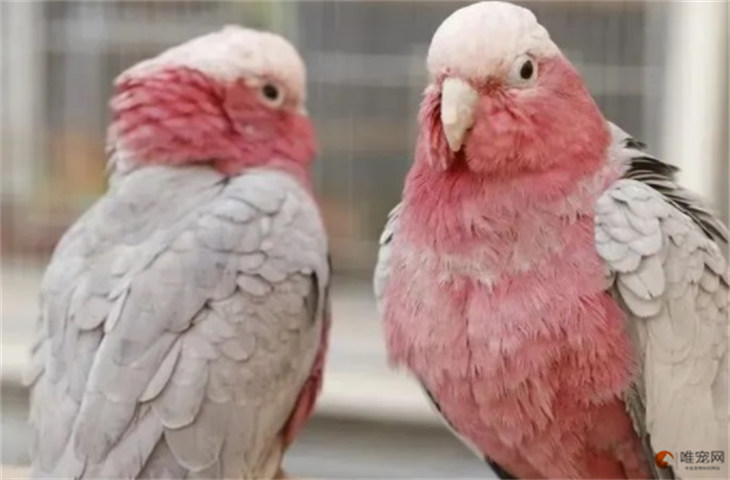 粉红凤头鹦鹉价位是多少 国内可以养吗