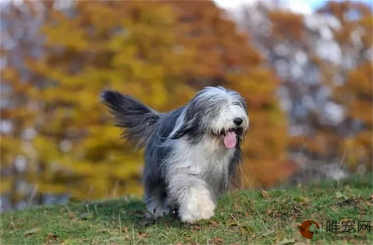 幼年的古代牧羊犬好不好养 多少钱一只