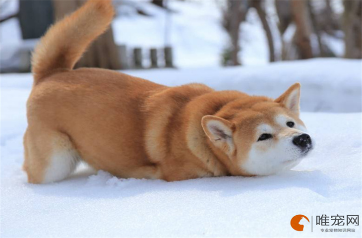 幼年柴犬好不好养 多少钱一只