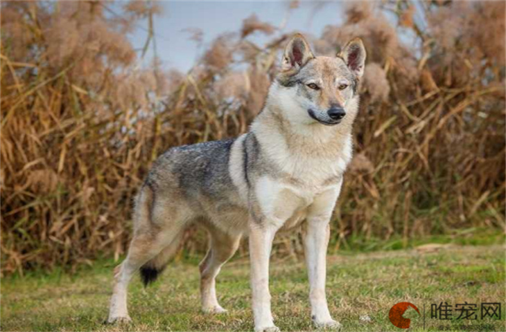 一个月的捷克狼犬怎么养 价格是多少