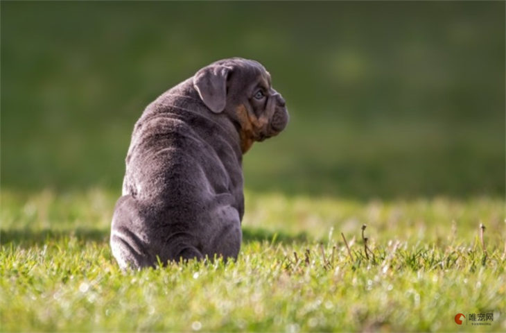 英国斗牛犬1000元贵吗