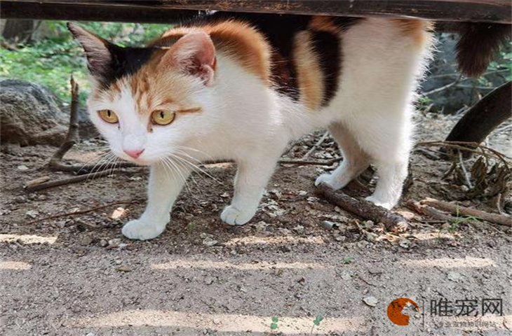 三花猫幼猫适合新手养吗 多少钱一只