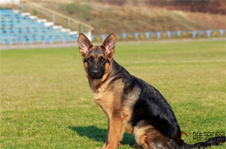 两个月的德国牧羊犬怎么养 适合家养吗