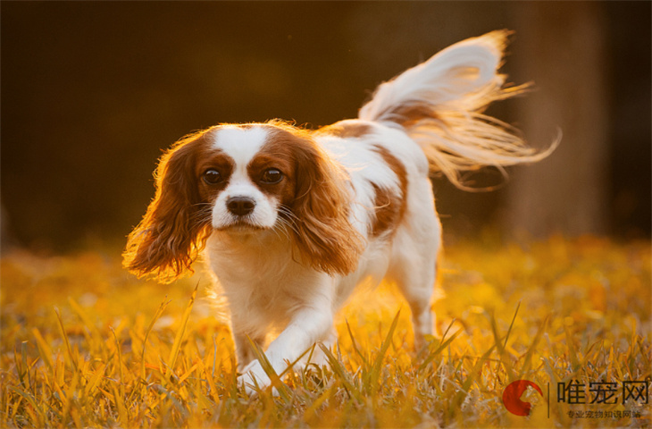 两个月的查理王小猎犬怎么养 好不好养