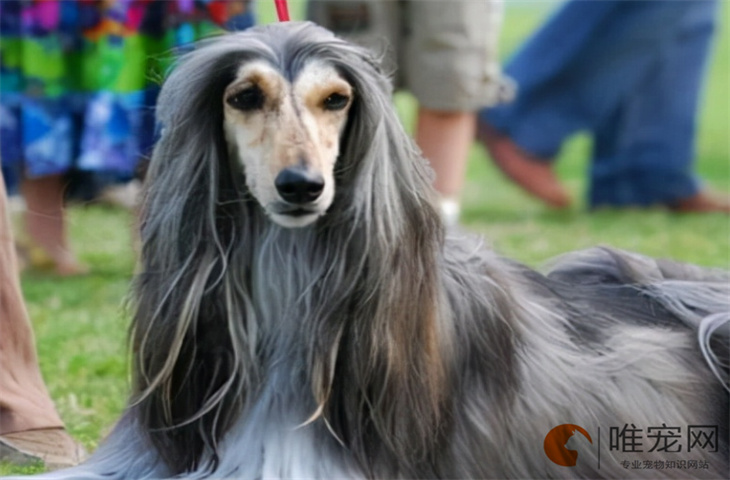 两个月的阿富汗猎犬怎么养 适合家养吗 两个月的阿富汗猎犬怎么养 适合家养吗
