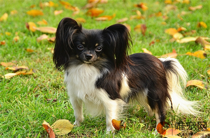 一岁的蝴蝶犬好不好养 多少钱一只