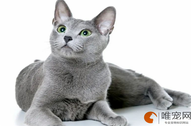 两个月的俄罗斯蓝猫怎么养 会发腮吗