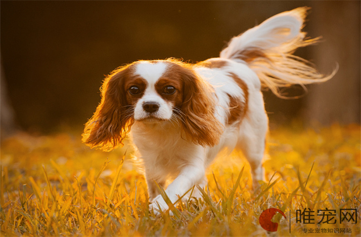 一岁的查理王小猎犬适合新手养吗 多少钱一只