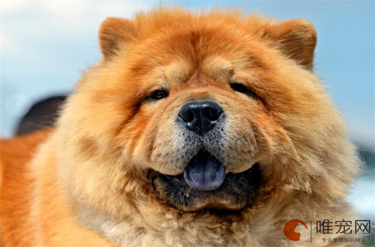 松狮幼犬好不好养 多少钱一只