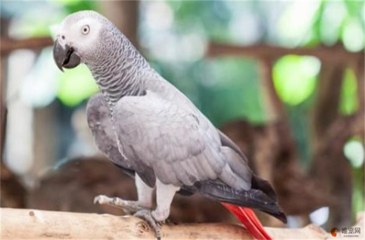 非洲灰鹦鹉需要办理野生动物驯养繁殖许可证才能合法饲养，同时需要卖家提供引种证明。
