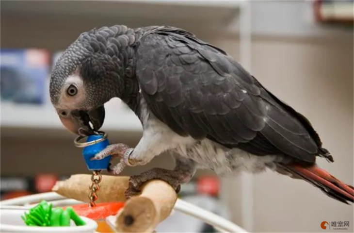 非洲灰鹦鹉吃什么食物最好 不能吃哪些东西