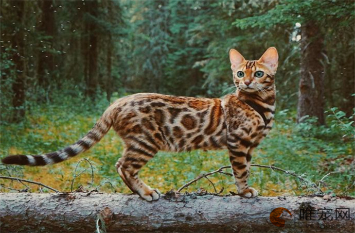 幼年的孟加拉豹猫好不好养 多少钱一只