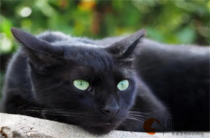 一岁的黑猫好不好养 多少钱一只