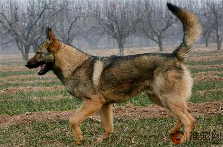 一岁的昆明犬适合新手养吗 多少钱一只 一岁的昆明犬适合新手养吗 多少钱一只