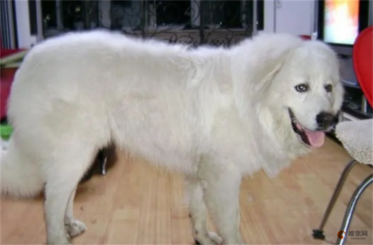 大白熊犬1000元贵吗 大白熊犬1000元贵吗