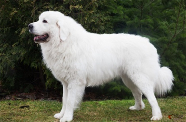 大白熊犬2000元贵吗 大白熊犬2000元贵吗