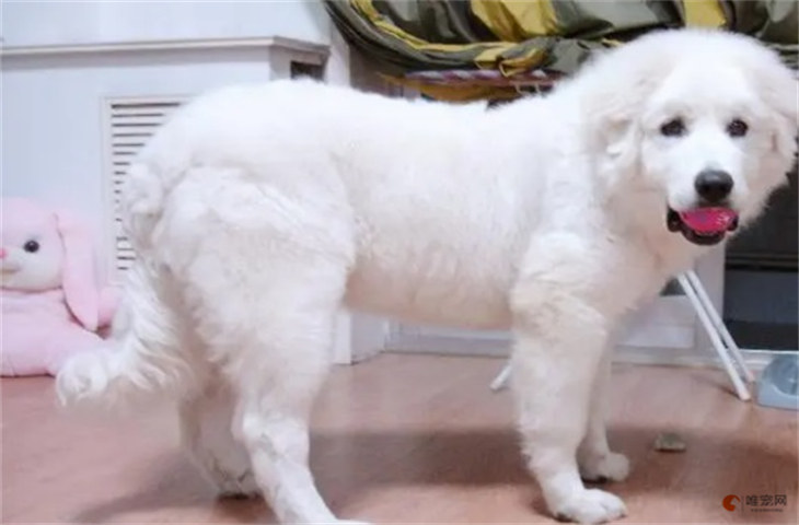 大白熊犬6000元贵吗 大白熊犬6000元贵吗