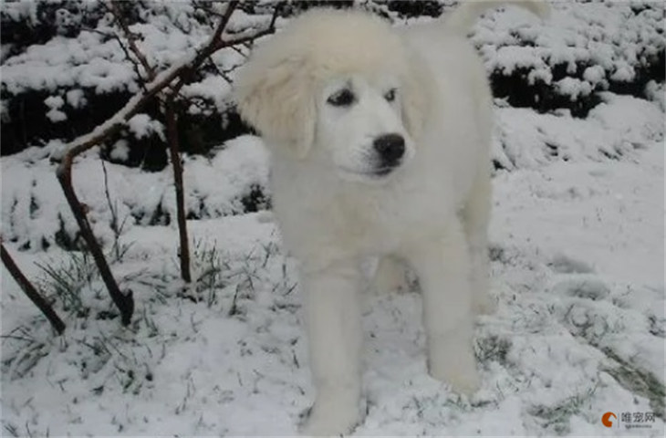 大白熊犬7000元贵吗 大白熊犬7000元贵吗