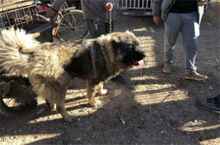 高加索犬8000元贵吗 高加索犬8000元贵吗