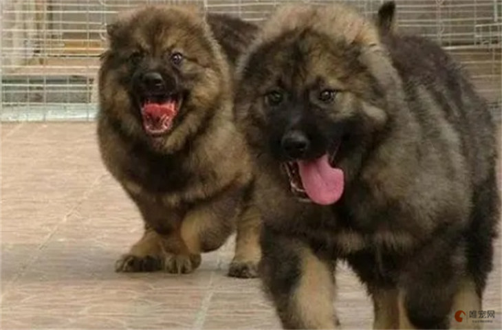 高加索犬10000元略贵,不过一分钱一分货,一般越贵的品质也越好。 高加索犬10000元略贵,不过一分钱一分货,一般越贵的品质也越好。