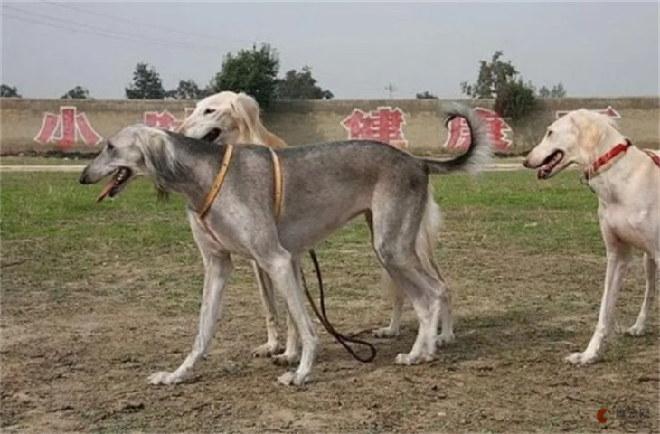 河北细犬4000元贵吗