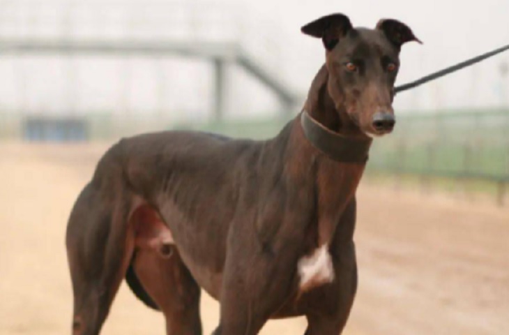 河北细犬10000元贵吗 河北细犬10000元贵吗