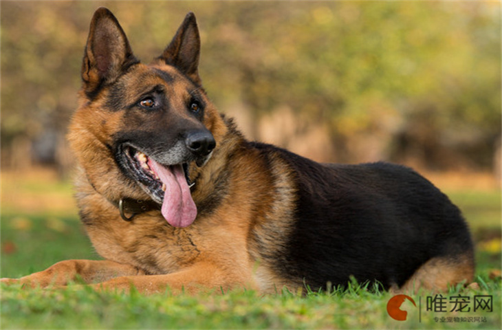 三个月的德国牧羊犬怎么养 如何训练