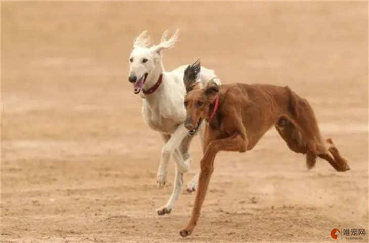 山东细犬4000元贵吗