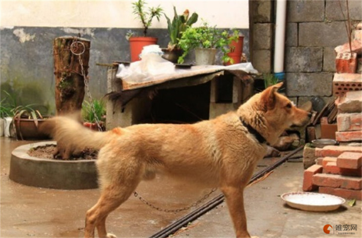 中华田园犬400元贵吗