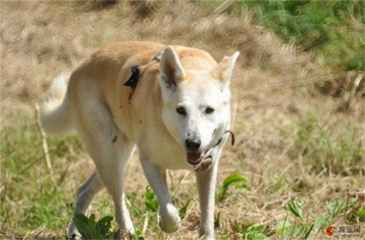 中华田园犬1000元贵吗