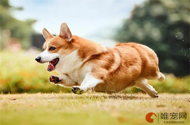 柯基幼犬怎么看纯不纯 多少钱一只