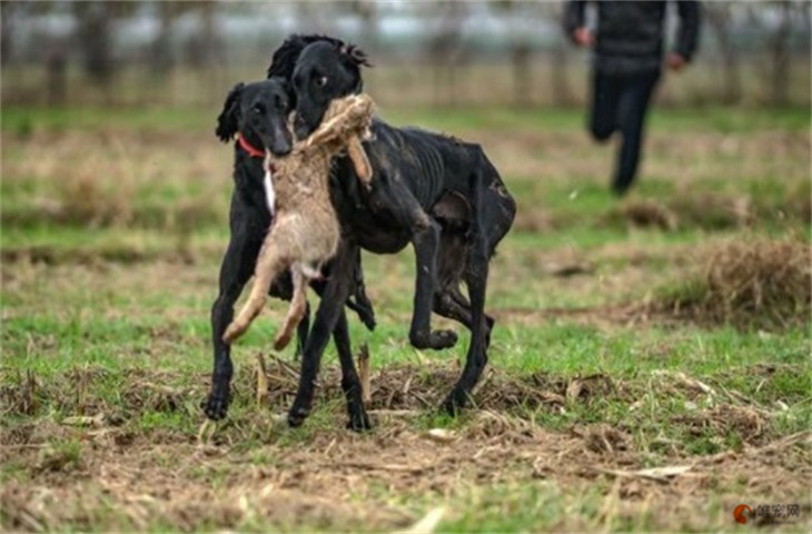 陕西细犬6000元贵吗