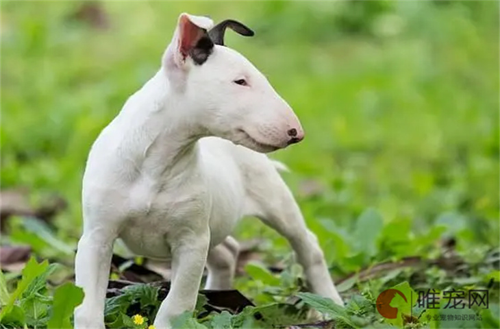 牛头梗幼犬好不好养 多少钱一只