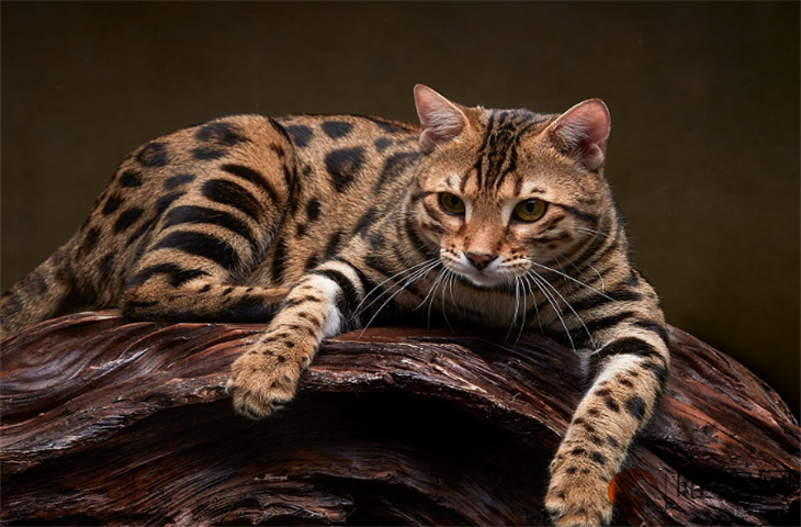 孟加拉豹猫多少钱一只 如何饲养