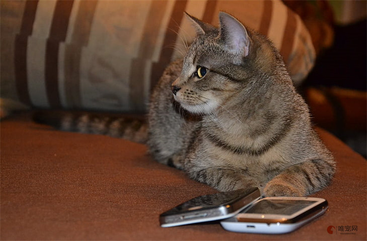 养狸花猫一个月的花费要多少钱