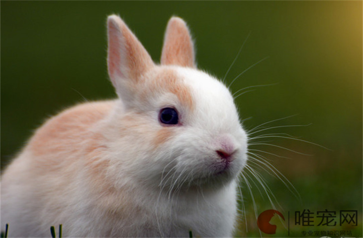 三个月的兔子怎么养 能繁殖吗