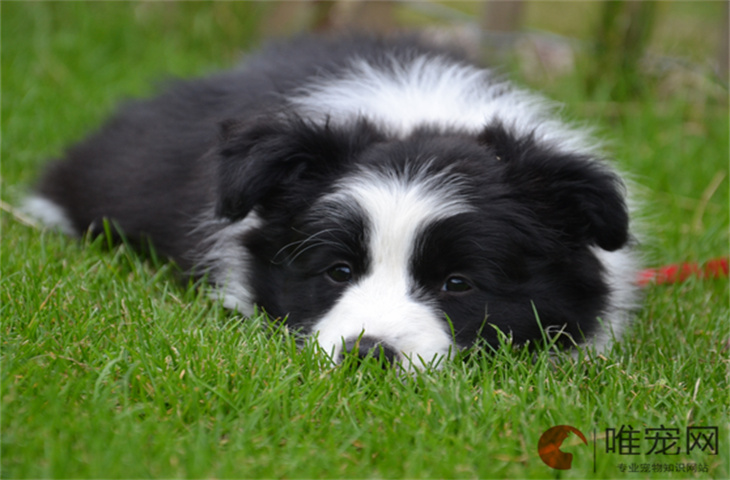 刚出生的边境牧羊犬怎么养 多少钱一只