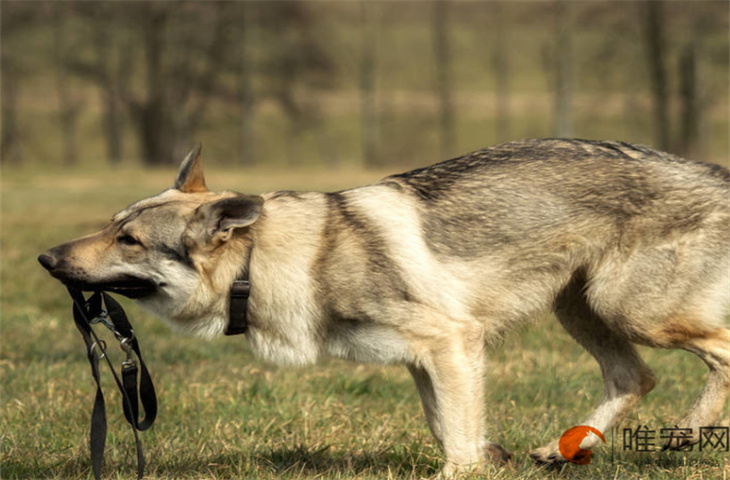 捷克狼犬幼崽多少钱一只 允许饲养吗 捷克狼犬幼崽多少钱一只 允许饲养吗