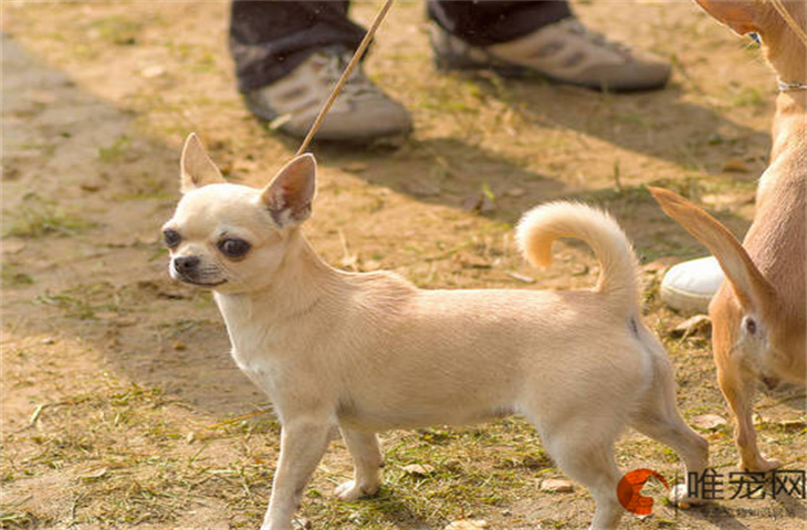 吉娃娃幼崽多少钱一只 属于小型犬吗