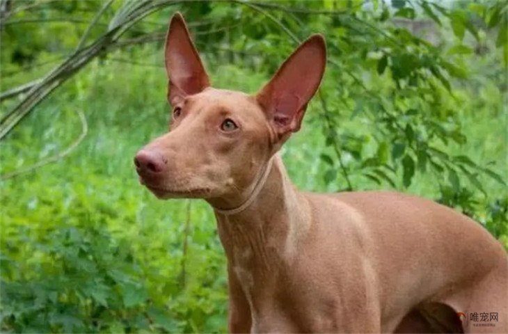 养法老王猎犬一个月的花费要多少钱