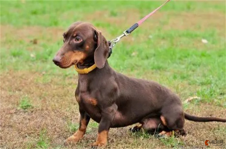 穷养腊肠犬一个月要花多少钱