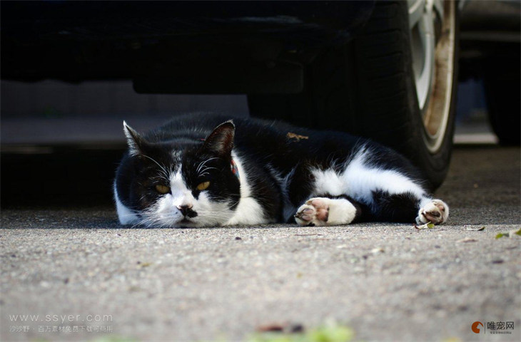 穷养奶牛猫一个月要花多少钱